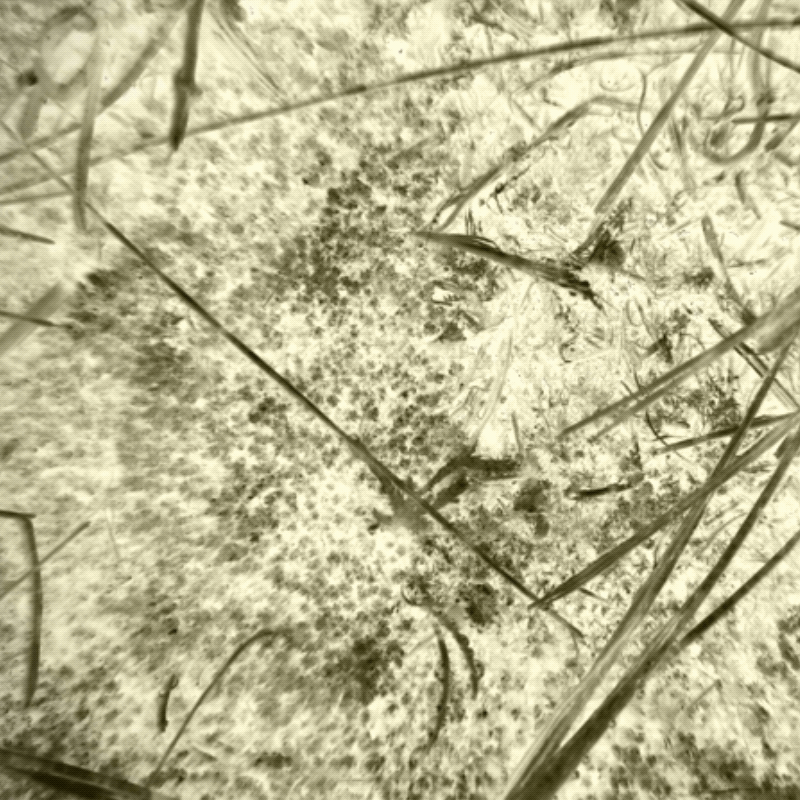 teh(A)nu – Dialektika žužu II Videoclip